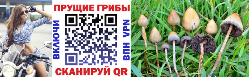 Галлюциногенные грибы Psilocybine cubensis  Нижнеудинск 